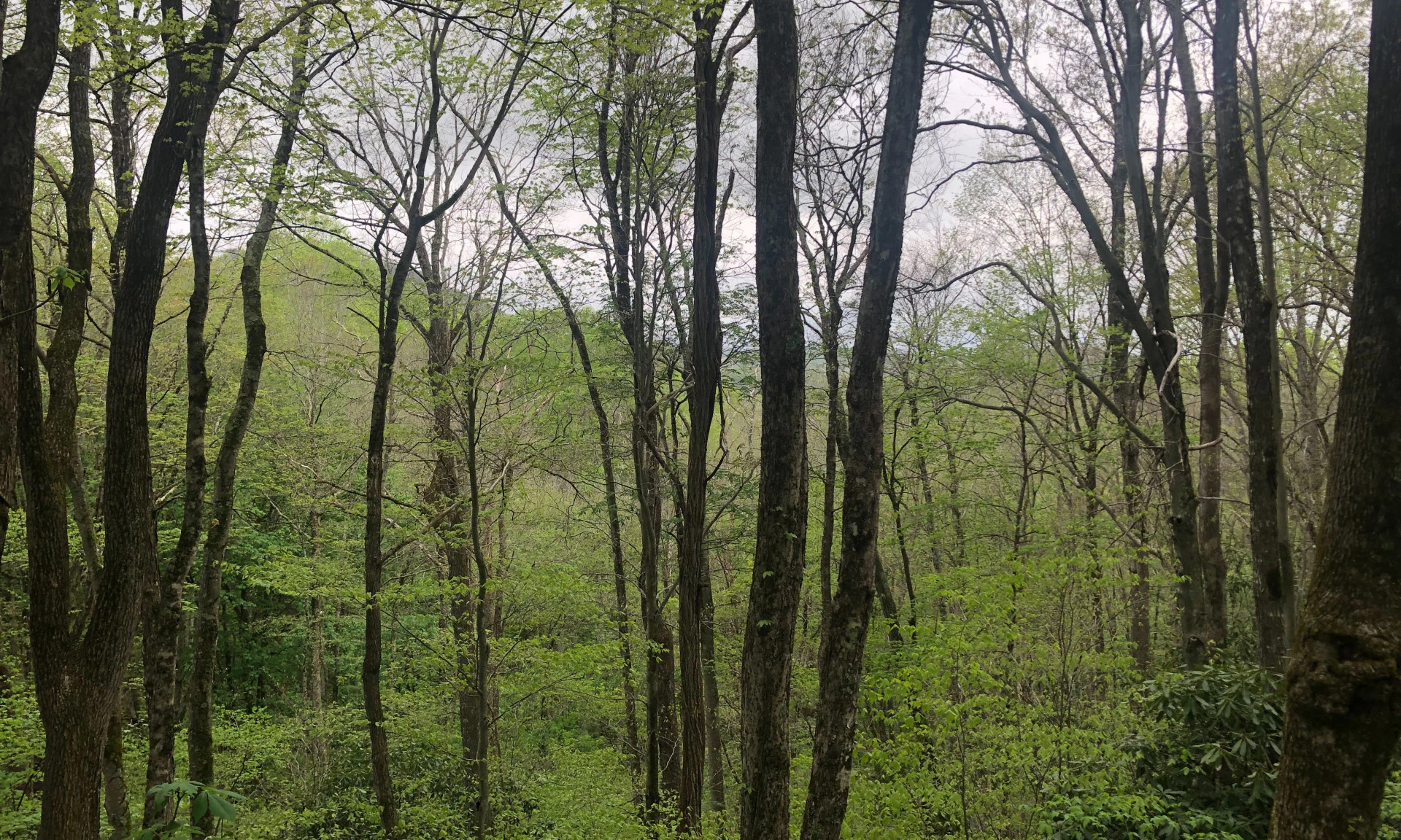 Image number 1 for the current listing